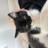 Annesi cins yavru kedi fotoğraf