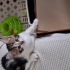 Minik sevimli kız fotoğraf