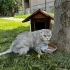 Aşırı uysal sakin ve sessiz Scottish Fold Görünümlü Gümüş Gözlü Kedi Bulundu fotoğraf