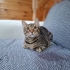 TATLI OĞLANA YUVA fotoğraf