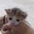 Annesiz Kalan Yavruya ve Onu Sahiplenen Melek Anneye Yuva Arıyoruz 🐾 fotoğraf