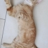 Annesiz Kalan Yavruya ve Onu Sahiplenen Melek Anneye Yuva Arıyoruz 🐾 fotoğraf