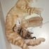 Annesiz Kalan Yavruya ve Onu Sahiplenen Melek Anneye Yuva Arıyoruz 🐾 fotoğraf
