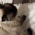 Himalayan cinsi kedimize acil yuva aranıyor fotoğraf