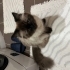 Himalayan cinsi kedimize acil yuva aranıyor fotoğraf
