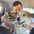 Akita melezi, 4 yaş, kısır, aşılı, tuvalet eğitimi var, atletik, korumacı fotoğraf