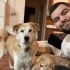 Akita melezi, 4 yaş, kısır, aşılı, tuvalet eğitimi var, atletik, korumacı fotoğraf