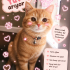 Ücretsiz sahiplenme British kedi acil yuva fotoğraf