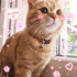 Ücretsiz sahiplenme British kedi acil yuva fotoğraf