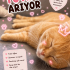 Ücretsiz sahiplenme British kedi acil yuva fotoğraf