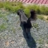 Border Collie kırması, 1 yaş, dişi, kısır,  küçük cins, aşılı, ücretsiz fotoğraf
