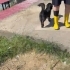 Border Collie kırması, 1 yaş, dişi, kısır,  küçük cins, aşılı, ücretsiz fotoğraf