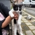 Bebek kediler acil yuva fotoğraf