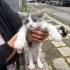 Bebek kediler acil yuva fotoğraf
