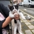 Bebek kediler acil yuva fotoğraf