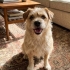 Ücretsiz sahiplenme terrier acil yuva fotoğraf