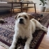 Ücretsiz sahiplenme terrier acil yuva fotoğraf