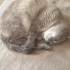 Akıllı, uyumlu kedi☺ fotoğraf