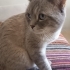 Akıllı, uyumlu kedi☺ fotoğraf