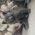 Sevimli tatlı cins kedi fotoğraf