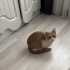 Kızımız Bal’a yuva arıyoruz fotoğraf