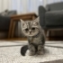 Acil sahiplendirme fotoğraf