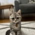 Acil sahiplendirme fotoğraf