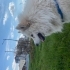 4 yaşında dişi samoyed kızımızı ücretsiz sahiplendiriyorum fotoğraf