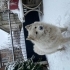 4 yaşında dişi samoyed kızımızı ücretsiz sahiplendiriyorum fotoğraf