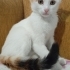 3aylik oyuncu dişi kedi fotoğraf