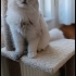 GÜZEL KIZA YUVA ARIYORUZ fotoğraf