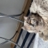 2 Yaşında Dişi British Longhair fotoğraf