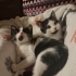 süt kokulu ballı Lokma tatlısı var, alsanıza :) fotoğraf