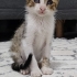 Bakıma ihtiyacı var fotoğraf