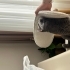 Kısır erkek british shorthair fotoğraf