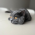 Kısır erkek british shorthair fotoğraf