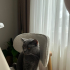 Kısır erkek british shorthair fotoğraf