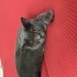 Kısır erkek british shorthair fotoğraf