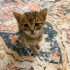 3 kardeş için yuvalar arıyoruz fotoğraf