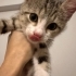 Minik kardeşler yuva arıyor fotoğraf