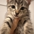 Minik kardeşler yuva arıyor fotoğraf