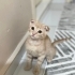 Dünyalar tatlısı yavru fotoğraf