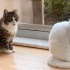 3 Yaşında Çok Sevecen Van Kırması Tekir Hamur ve Ailesi Acil Yuva Arıyor fotoğraf