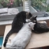 3 Yaşında Çok Sevecen Van Kırması Tekir Hamur ve Ailesi Acil Yuva Arıyor fotoğraf