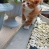birbirinden güzel 4 yavru fotoğraf