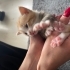 Acill!! Bu miniklere yuvanızı açmak istemez misiniz? Sokağa gidecekler!! fotoğraf