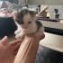 Acill!! Bu miniklere yuvanızı açmak istemez misiniz? Sokağa gidecekler!! fotoğraf