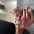 Acill!! Bu miniklere yuvanızı açmak istemez misiniz? Sokağa gidecekler!! fotoğraf