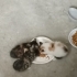 Oyuncu bebek kediler ömürlük annelerini arıyor fotoğraf