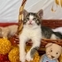 Karnında bebekleri ile sokağa terkedilen bir anne fotoğraf